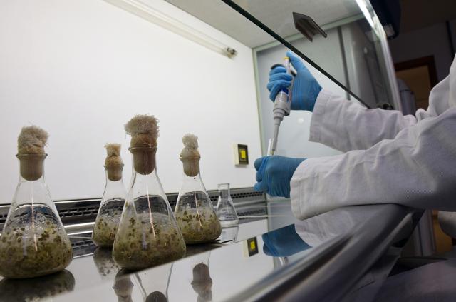 Enzimas promovem produção mais limpa de biodiesel