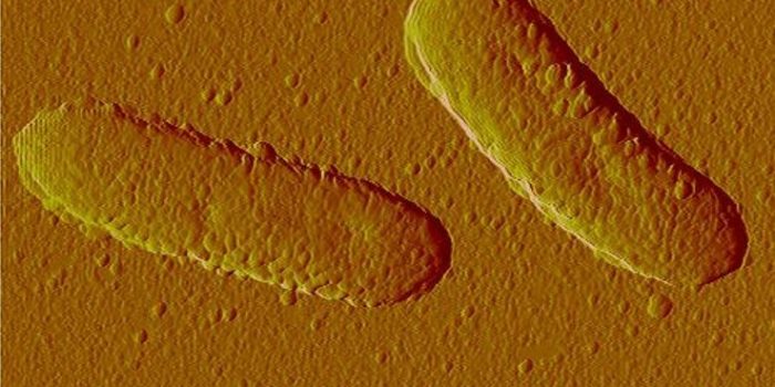 Bactéria geneticamente modificada converte esgoto em biocombustível