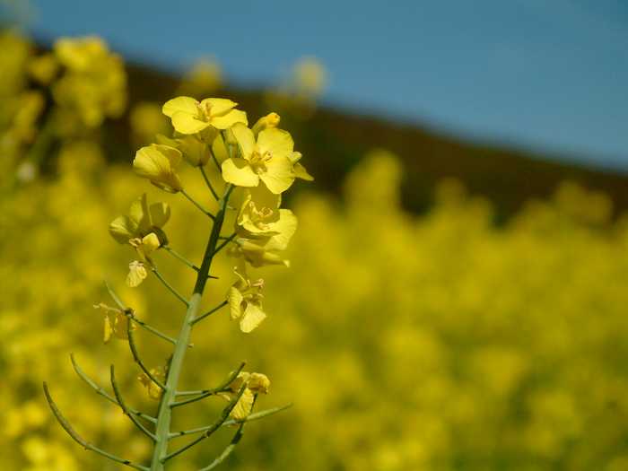 BSBios: Canola é aposta para Selo Social na Região Sul