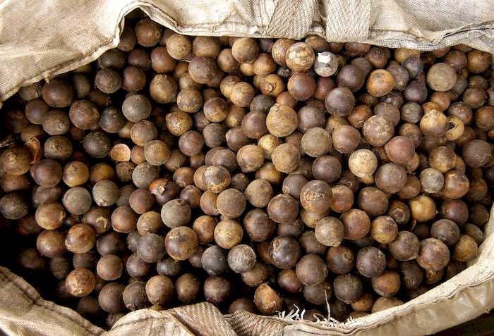 CooperRiachão: Reestreia da macaúba no Selo