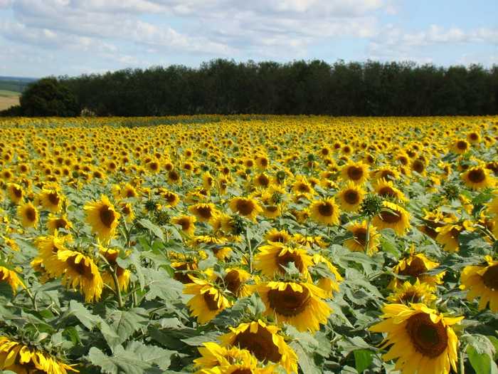 Mato Grosso reduz a área plantada com girassol