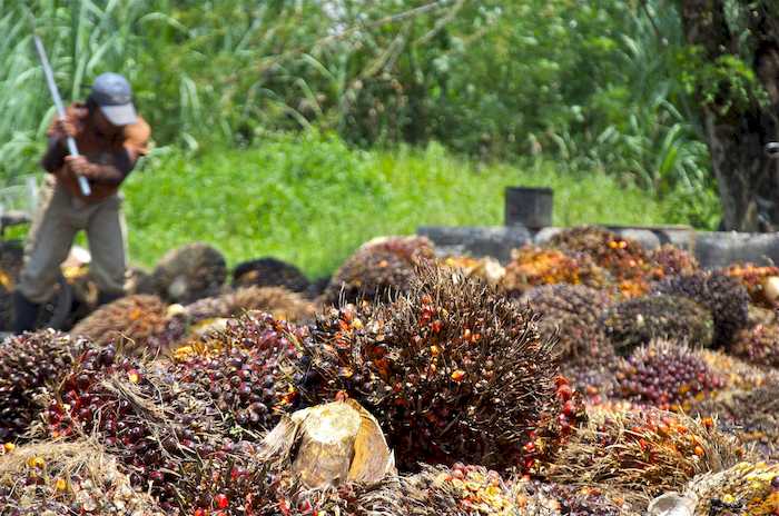 Grupo IOI recupera certificação da RSPO