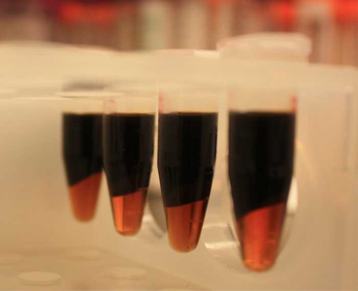 MIT desenvolve sistema que converte resíduos orgânicos em biodiesel