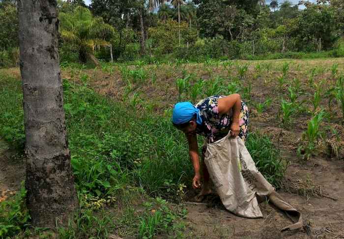 Produtores familiares de macaúba recebem certificação da RSB