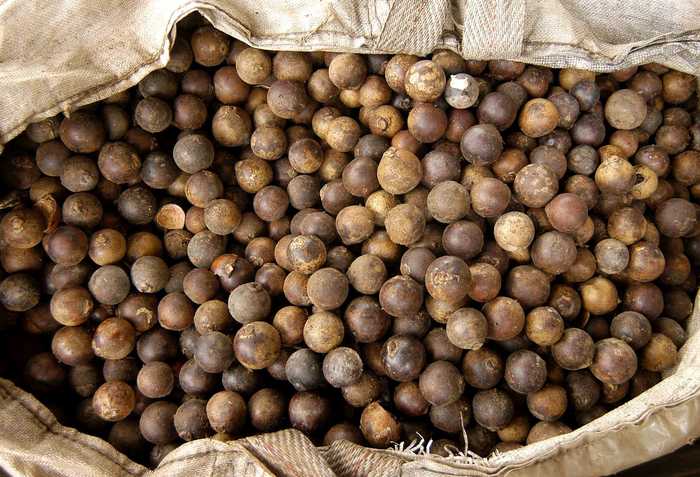 Macaúba é alternativa promissora para o biodiesel