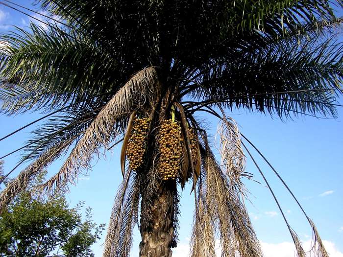 Conab estimula produtores de macaúba em Minas Gerais