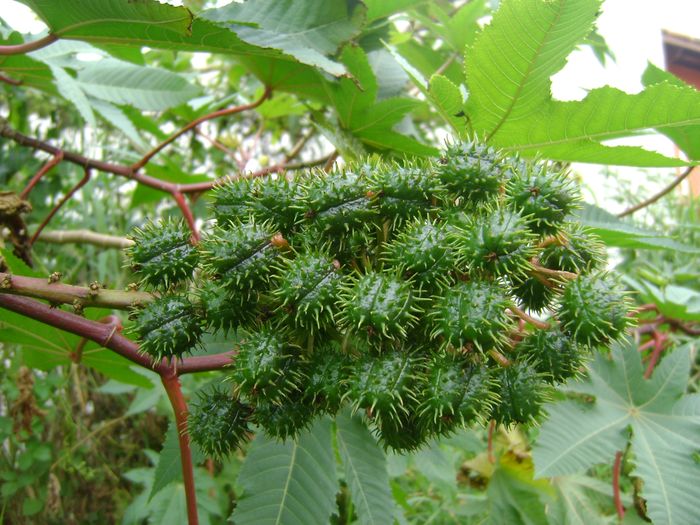 Município de Lapão (BA) ganhará fábrica de óleo de mamona
