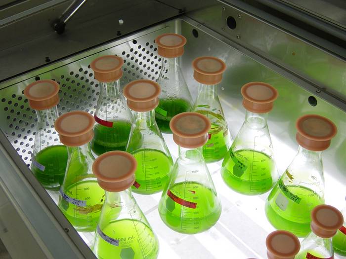 Australianos purificam CO2 para reduzir custo de produção de microalgas