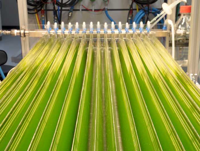 Cientistas alemães dão passo importante na produção de microalgas