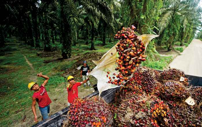 Malásia prevê alta de 5,6% na produção de óleo de palma em 2017