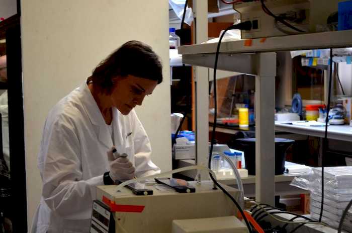 Tecnologia desenvolvida por startup pode alavancar produção de palma