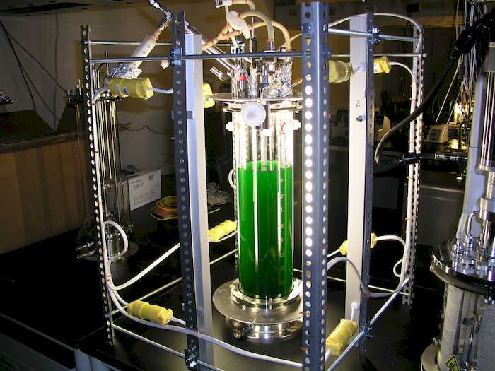 Cientistas do DOE identificam mecanismo de algas superprodutivas