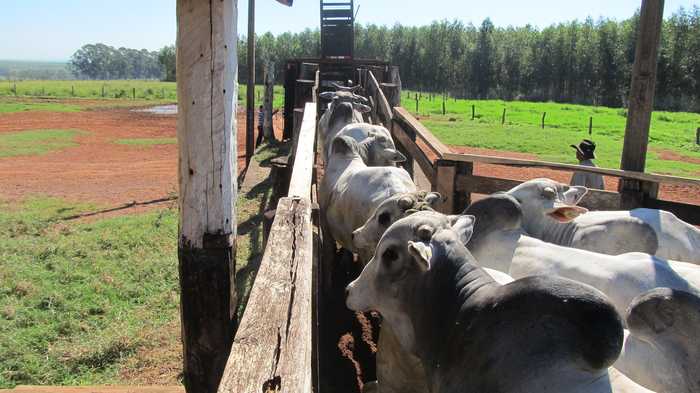 Cotações do sebo tem permanecido estáveis