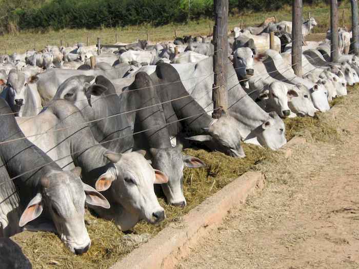 Preço do sebo bovino subiu 30% no Brasil Central em um ano