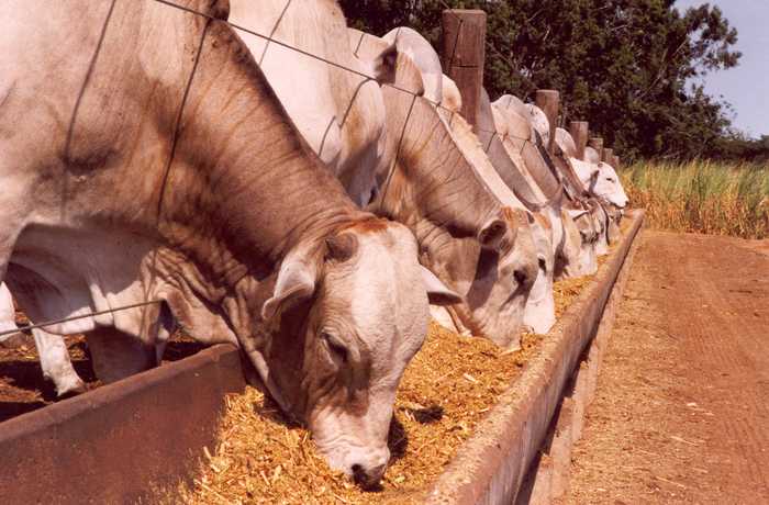 Menor competitividade do sebo no setor de biodiesel