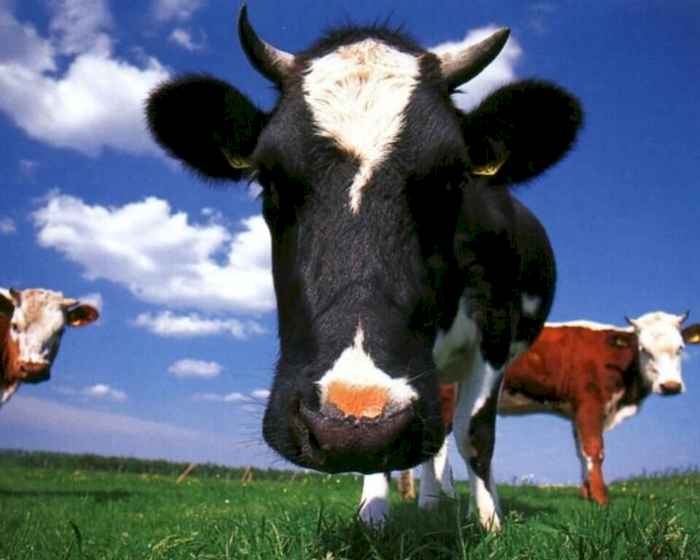 Permanece a pressão de alta no mercado do sebo bovino