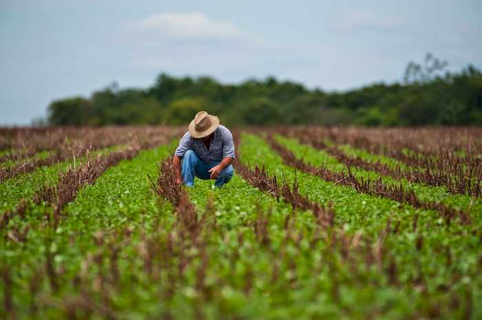 Oleaginosas alternativas ganham espaço Selo Social