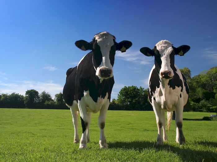 Selo Social incentiva agricultores familiares a dar destino para o sebo