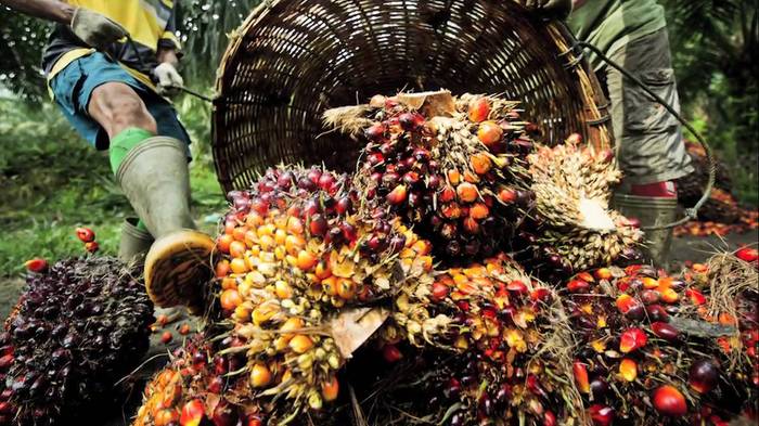 Queda do petróleo atinge expansão do biodiesel no Sudeste Asiático