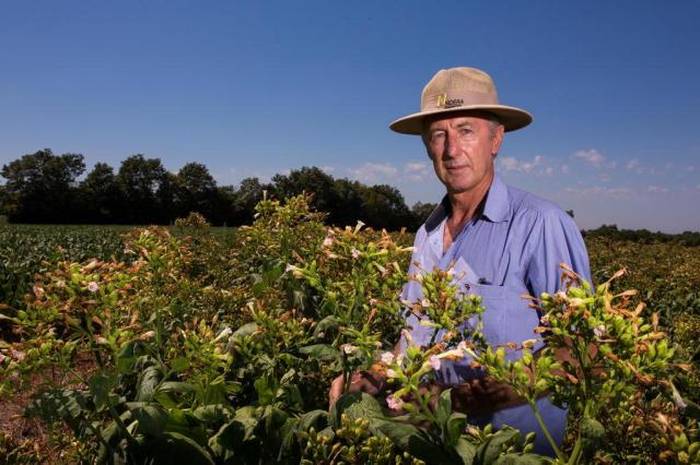Tabaco energético em estudo para produção de biocombustíveis