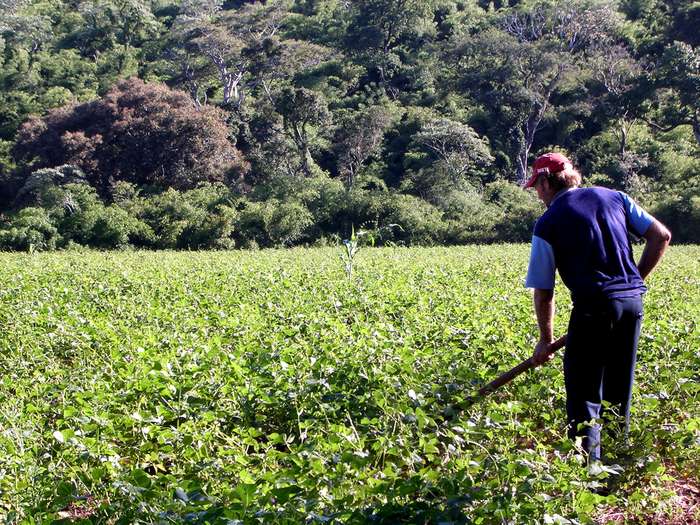 Progressão do biodiesel deve beneficiar agricultores familiares 