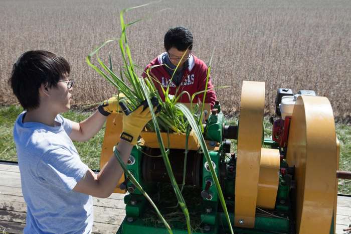Cana geneticamente modificada produz óleo vegetal e açúcar