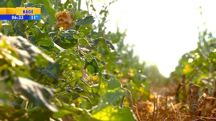 Falta de chuva provoca prejuízo em lavouras de canola do RS