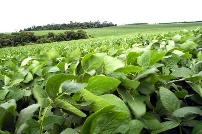 Cotações da soja no CEPEA atingem menor nível desde maio de 2015