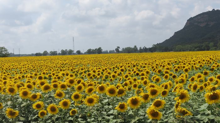 Brasil deve colher 117 milhões de toneladas de oleaginosas este ano