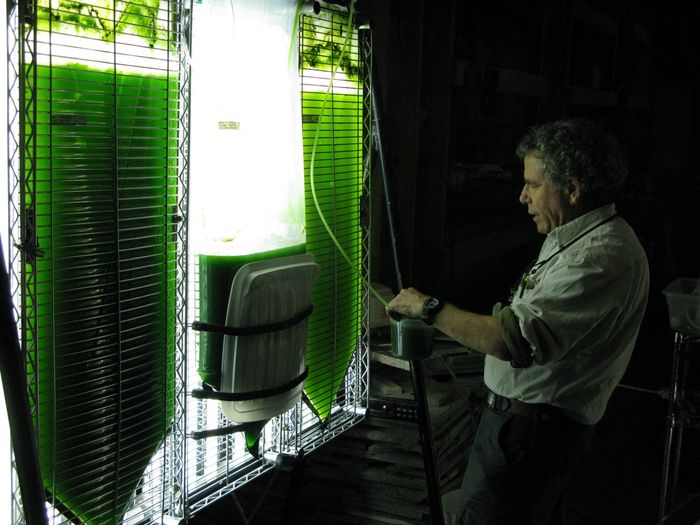 EUA investirá US$ 8 milhões em biocombustíveis de microalgas