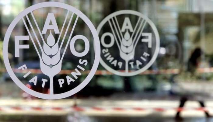 Cotações de óleos vegetais retomam trajetória de queda, diz FAO