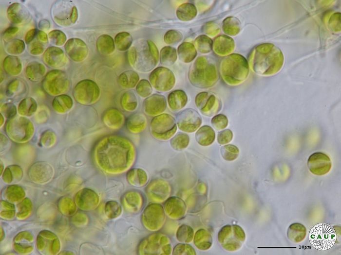 Mapeamento de genoma de microalga abre rota para biocombustíveis