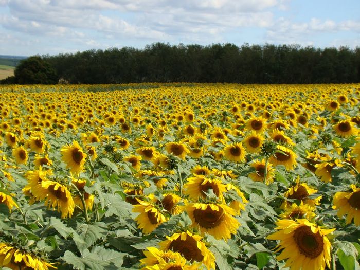 Produção de girassol em GO deve aumentar 50% este ano