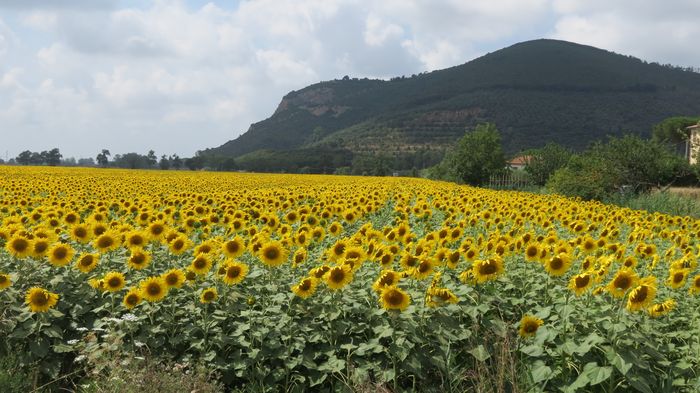Agricultores gaúchos apostam no plantio de girassol para aproveitar safrinha