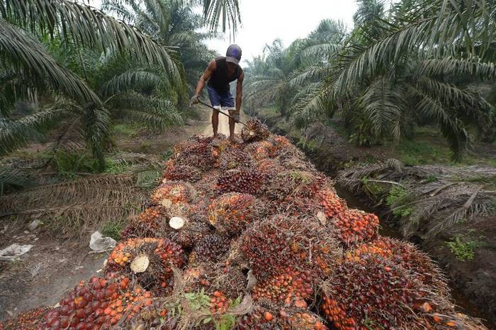 Indonésia deve aumentar produção de óleo de palma em 16,5% até 2020