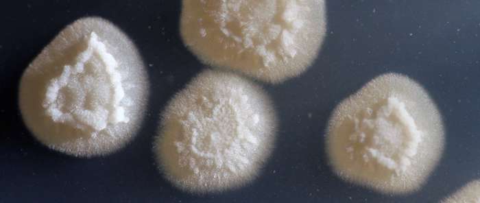 Engenheiros do MIT modificam levedura que converte açúcar em óleo