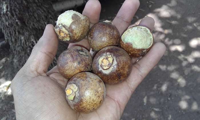 A palmeira que desponta como novo 'ouro verde' do Brasil