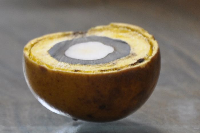 Produtores investem na versatilidade da Macaúba em Minas Gerais