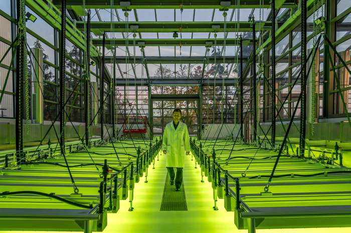 Diversidade pode tornar sistemas de cultivo de microalgas mais seguro