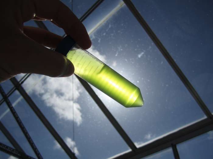 Microalgas geneticamente modificadas têm primeiro teste de campo