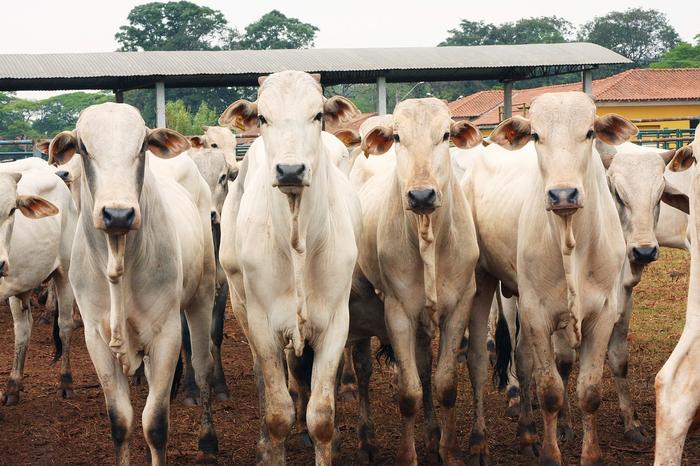 Preço do sebo subiu 2,2% no Rio Grande do Sul