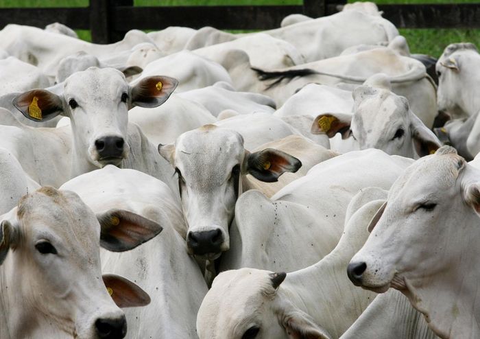 Demanda maior pressiona cotações do sebo bovino