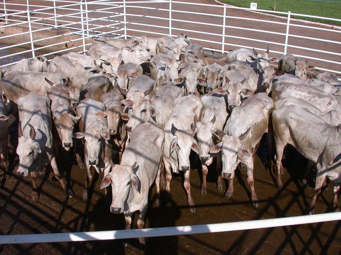 Preço do sebo volta a ganhar sustentação 