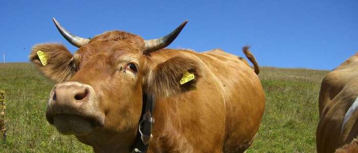 Preço do sebo bovino já caiu 17,3% desde o início do ano no RS