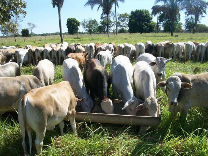 Mercado do sebo com preços em queda