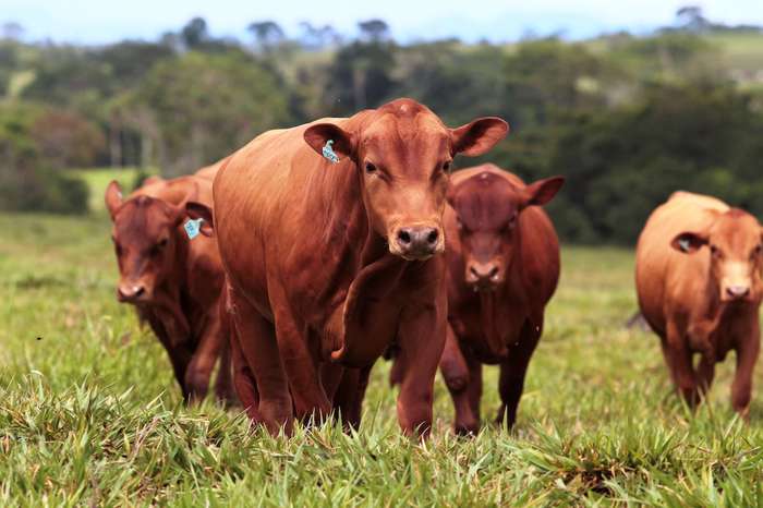 Mercado do sebo tem preços estáveis na semana