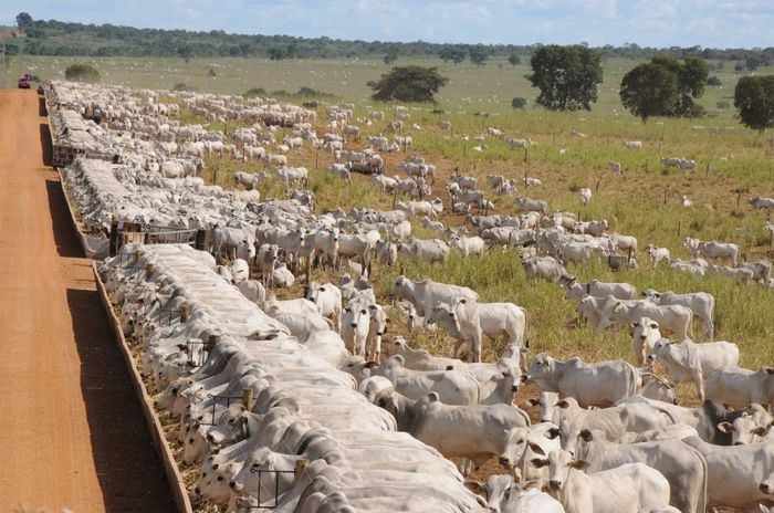 Semana encerra com alta no preço do sebo bovino