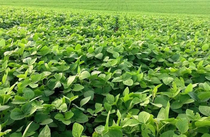 Cotações da soja sobem graças à demanda e estoques menores
