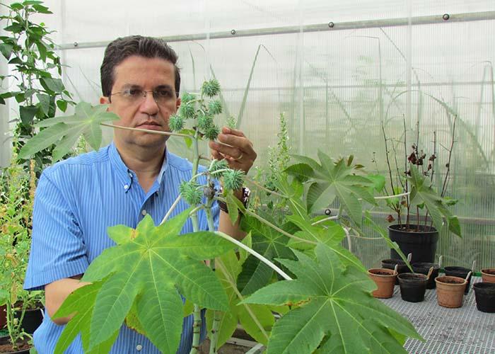 Pesquisa da Embrapa desenvolve mamona não tóxica 