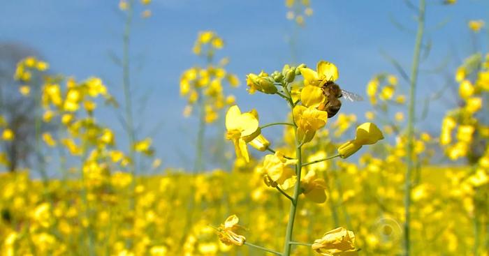 Rendimento maior pode compensar menor área plantada com canola no RS